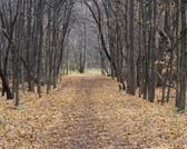 Path in forest