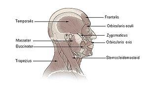 Bruxism