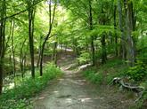 Path in forest